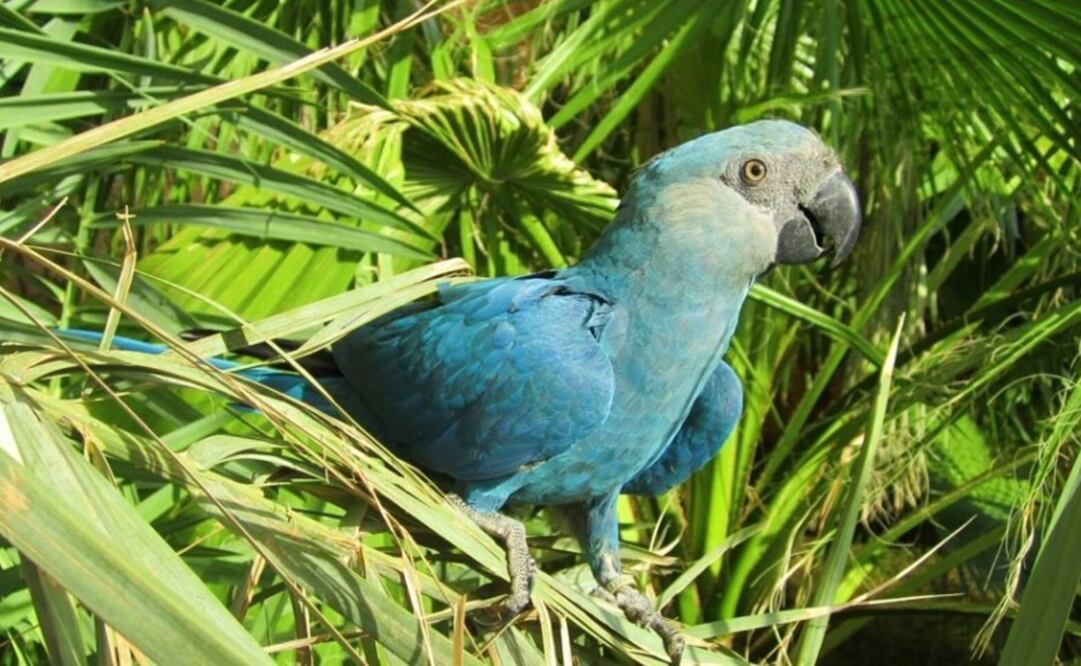 Dos especies diferentes de guacamayas son confundidas por el color de sus plumas/ Foto: Archivo