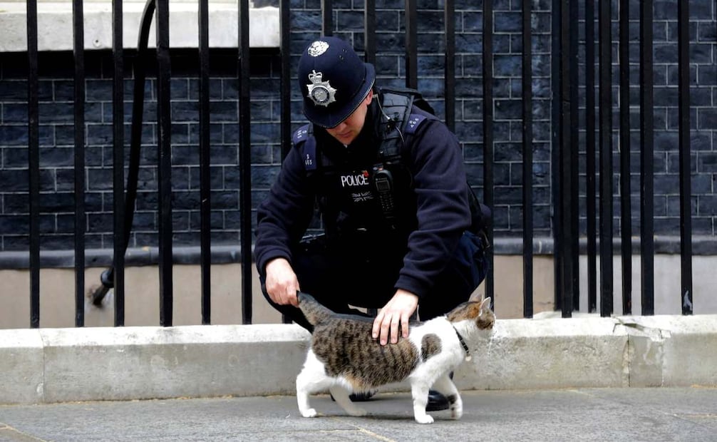 Larry marca 15 años en el corazón del poder británico. Foto tomada el pasado martes 12 de mayo de 2015. (15/02/26) Foto: AP