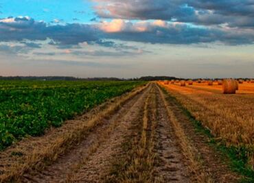 ¿Cómo afecta el cambio climático?