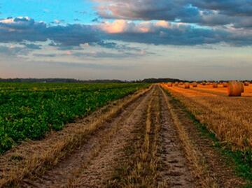 ¿Cómo afecta el cambio climático?