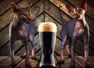 Meow, a beer to help rescued cats