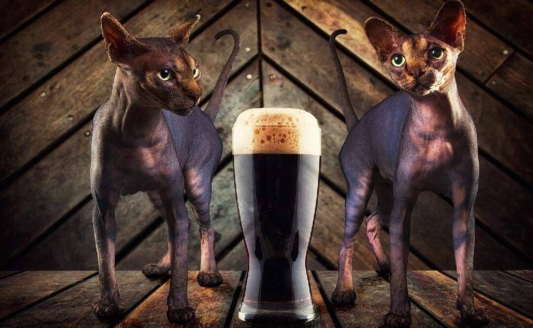 These craft beers raise funds to help rescued cats – Photo: Taken from Meow Cerveza Artesanal’s Facebook account