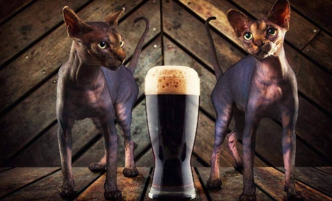 These craft beers raise funds to help rescued cats – Photo: Taken from Meow Cerveza Artesanal’s Facebook account