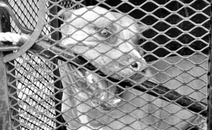 Muere niño de 7 años atacado por dos pitbull en EU