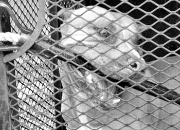 Muere niño de 7 años atacado por dos pitbull en EU