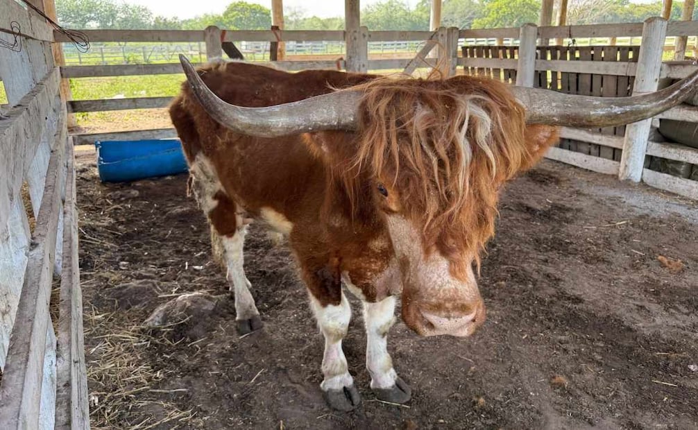 Marina asegura 135 animales exóticos en peligro de extinción en Tamaulipas. Foto: Especial