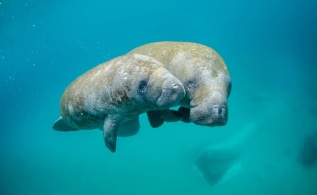 7 increíbles animales que están en peligro de extinción y habitan en México 