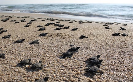 Celebrarán en Veracruz Festival de la Tortuga Marina