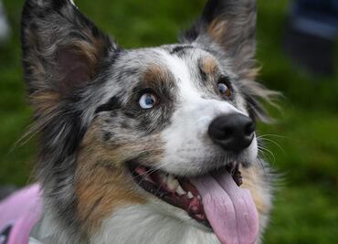 Universidad de Nueva York abre licenciatura para entrenar perros