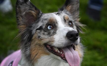 Universidad de Nueva York abre licenciatura para entrenar perros