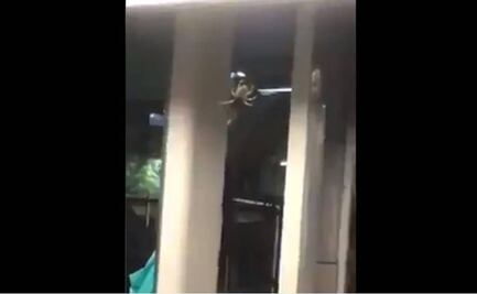 Metro reporta que no se localizó a araña "gigante" viralizada en redes sociales