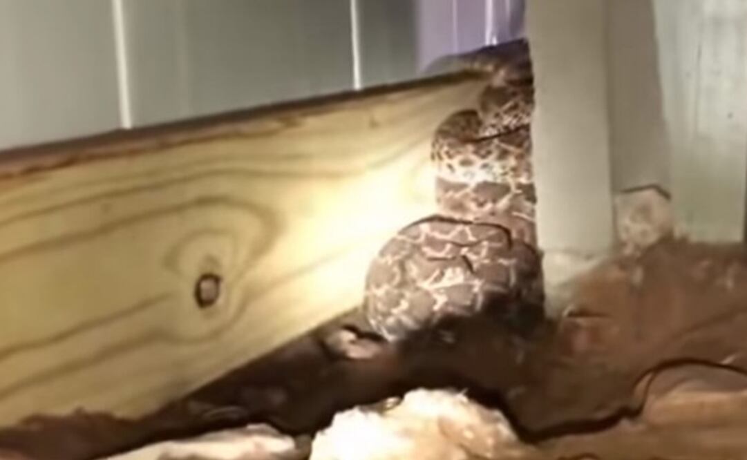 Foto: Captura de pantalla 