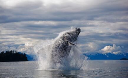 Ballena jorobada, el animal más complejo del mundo acústicamente