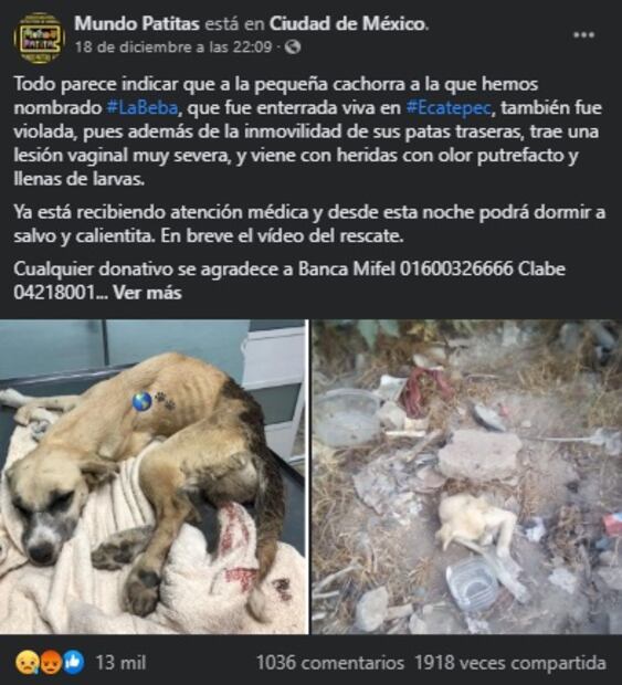 Rescatan a perrita que fue enterrada viva y con señales de abuso sexual en Ecatepec