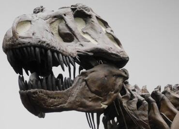 Los dinosaurios no eran tan listos como se pensaba