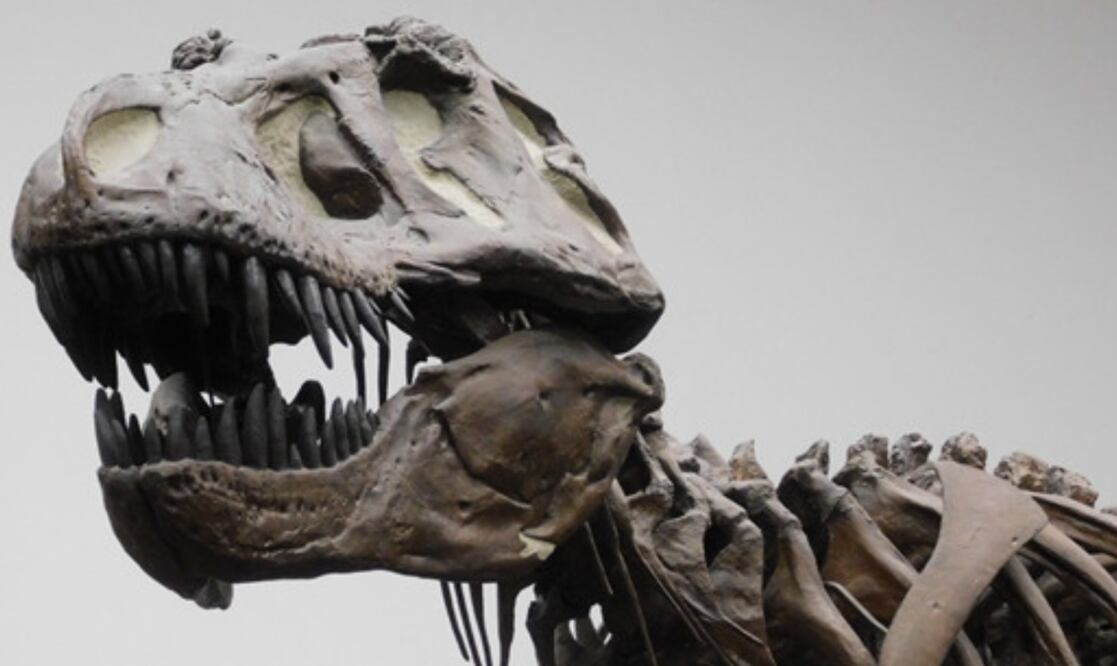 Fotografía de una réplica de un esqueleto de un Tyrannosaurus rex en el Museo Senckenberg de Frankfurt, Alemania. Foto:  EFE/ Kai R. Caspar/Universidad de Düsseldorf.