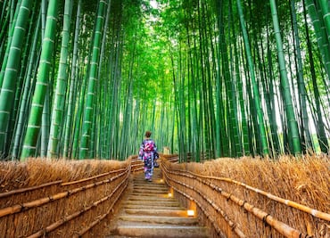 Viaja a 5 bosques encantados