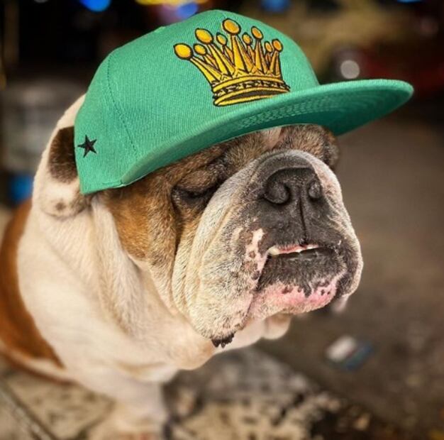 Captan a pareja que se robó a "Emilio", un bulldog en la Roma 