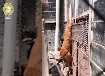Elementos de SSC CDMX rescatan a perrito atrapado en reja dentro de una casa en Coyoacán; sufrió shock calórico