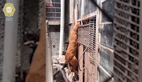Elementos de SSC CDMX rescatan a perrito atrapado en reja dentro de una casa en Coyoacán; sufrió shock calórico