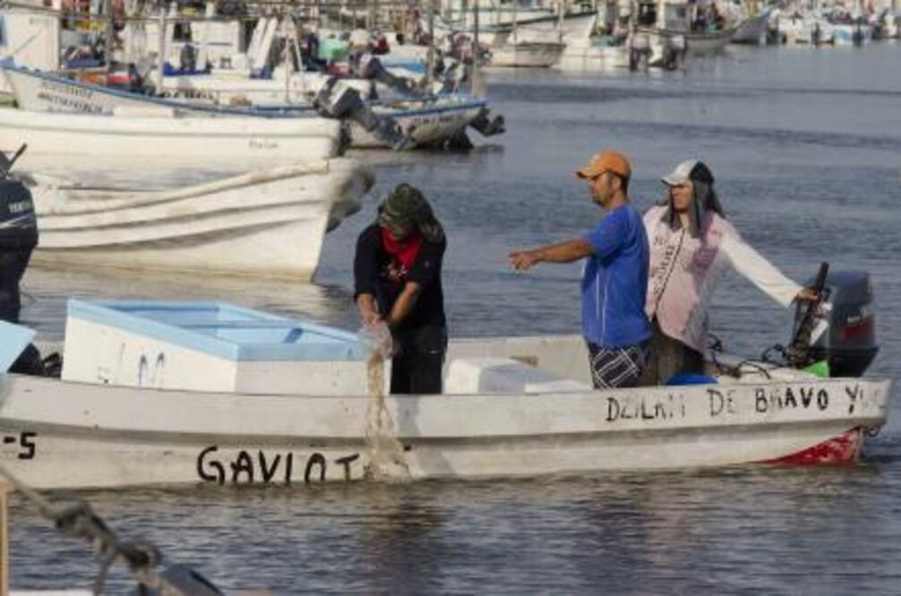 Capturan más de mil toneladas de pepino de mar en temporada de pesca