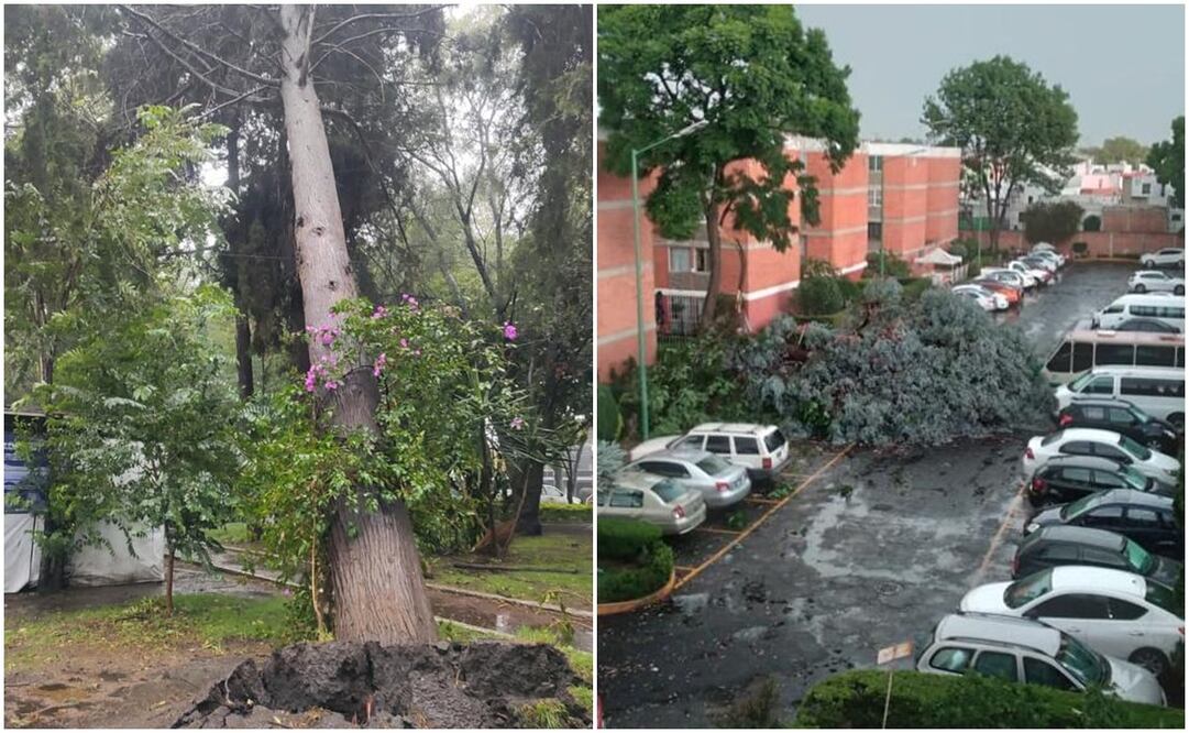 Tras intensa lluvia, reportan caída de árboles en la alcaldía Tlalpan. Foto: Especial