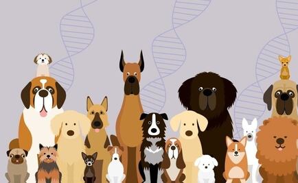 Luxaciones de rótula y fracturas, lesiones más frecuentes en mascotas