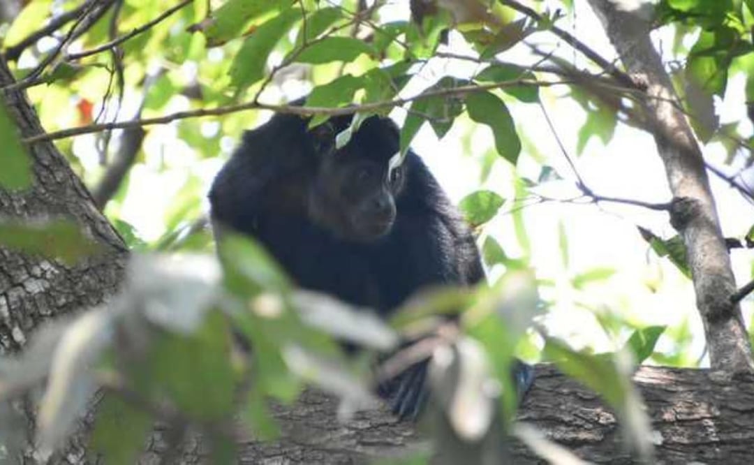 Gusano barrenador provoca muerte de mono saraguato en Chiapas (14/01/2026). Foto: Especial