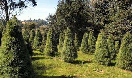 Reynosa convertirá en composta árboles de Navidad