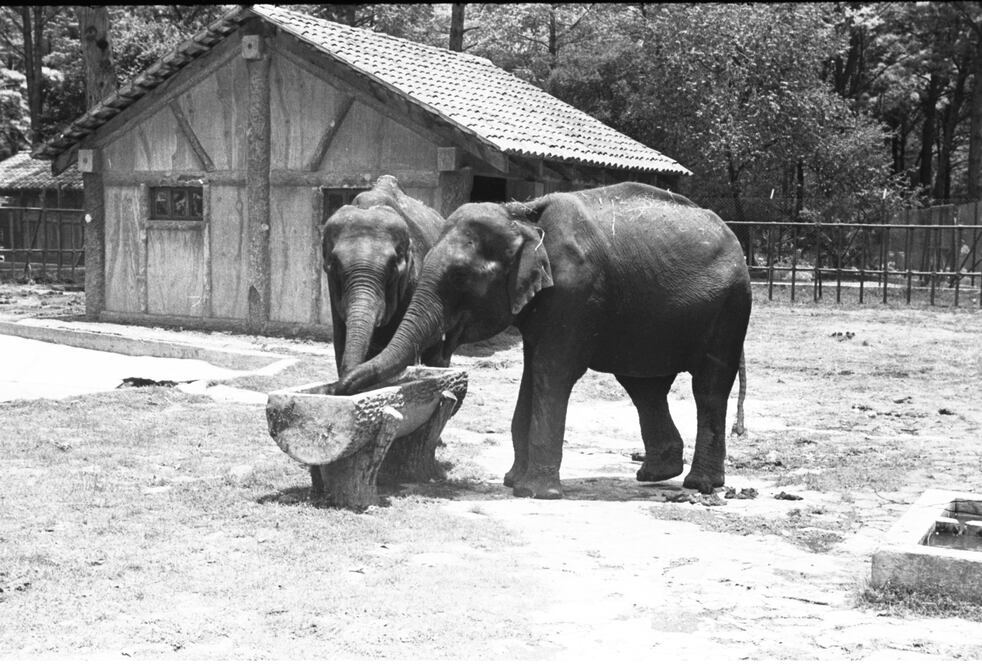 Una elefanta anduvo suelta en la ciudad