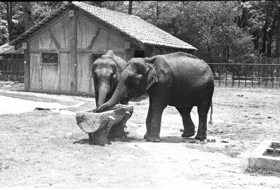 Una elefanta anduvo suelta en la ciudad