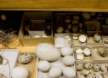 La forma de los huevos se relaciona con el vuelo de las aves