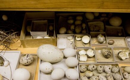 La forma de los huevos se relaciona con el vuelo de las aves