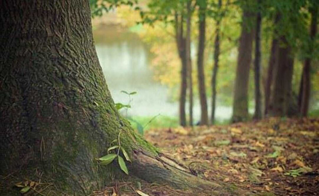 El hombre tenía entre 60 a 65 años de edad. Foto: Pixabay