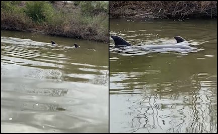 Quedan varados en canal de cultivo dos delfines en Sinaloa; inician rescate
