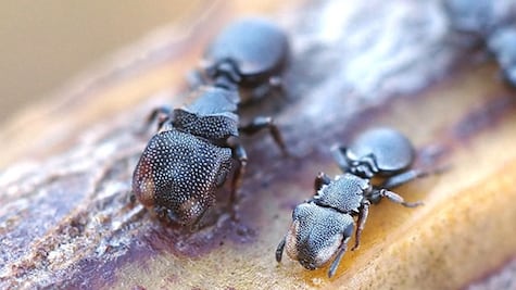 La especie que revela que la evolución puede ocurrir a la inversa