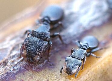 La especie que revela que la evolución puede ocurrir a la inversa