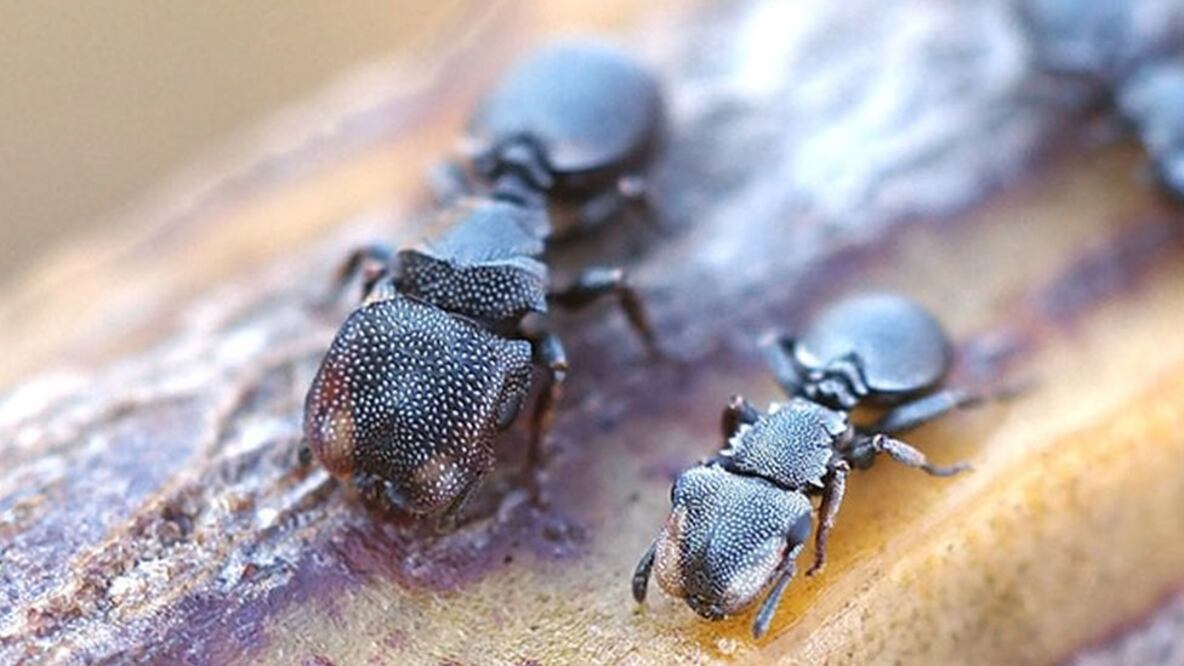 Las hormigas tortuga soldado tienen grandes cabezas que funcionan como compuertas para bloquear los túneles que habitan. Foto: Universidad Rockefeller