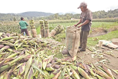 Presupuesto 2025: Critican reducción de recursos al campo; expertos señalan recorte será de 493 mdp