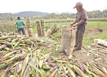 Presupuesto 2025: Critican reducción de recursos al campo; expertos señalan recorte será de 493 mdp