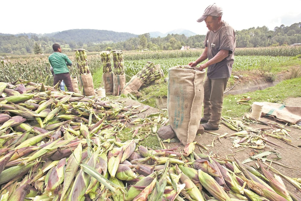 Para este año se pidieron 74 mil 109 millones de pesos y para el 2025 la solicitud es de 73 mil 616 millones de pesos; cifras menores a lo que se pidió en el sexenio pasado cuando en 2016 se pidieron 84 mil 827 millones de pesos. Foto: ARCHIVO/ EL UNIVERSAL