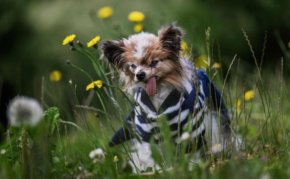 El refugio de animales SPA pidió al organismo Guinness World Records validar su edad, sin embargo, no hubo respuesta alguna. Foto: APF