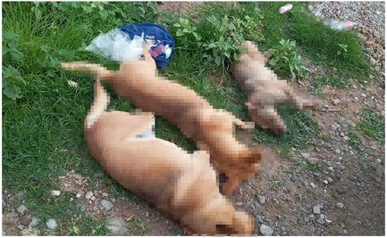 Denuncian envenenamiento masivo de casi 30 perros y gatos en 2 municipios de la Mixteca de Oaxaca