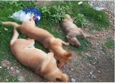 Denuncian envenenamiento masivo de casi 30 perros y gatos en 2 municipios de la Mixteca de Oaxaca