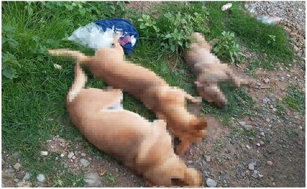Denuncian envenenamiento masivo de casi 30 perros y gatos en 2 municipios de la Mixteca de Oaxaca