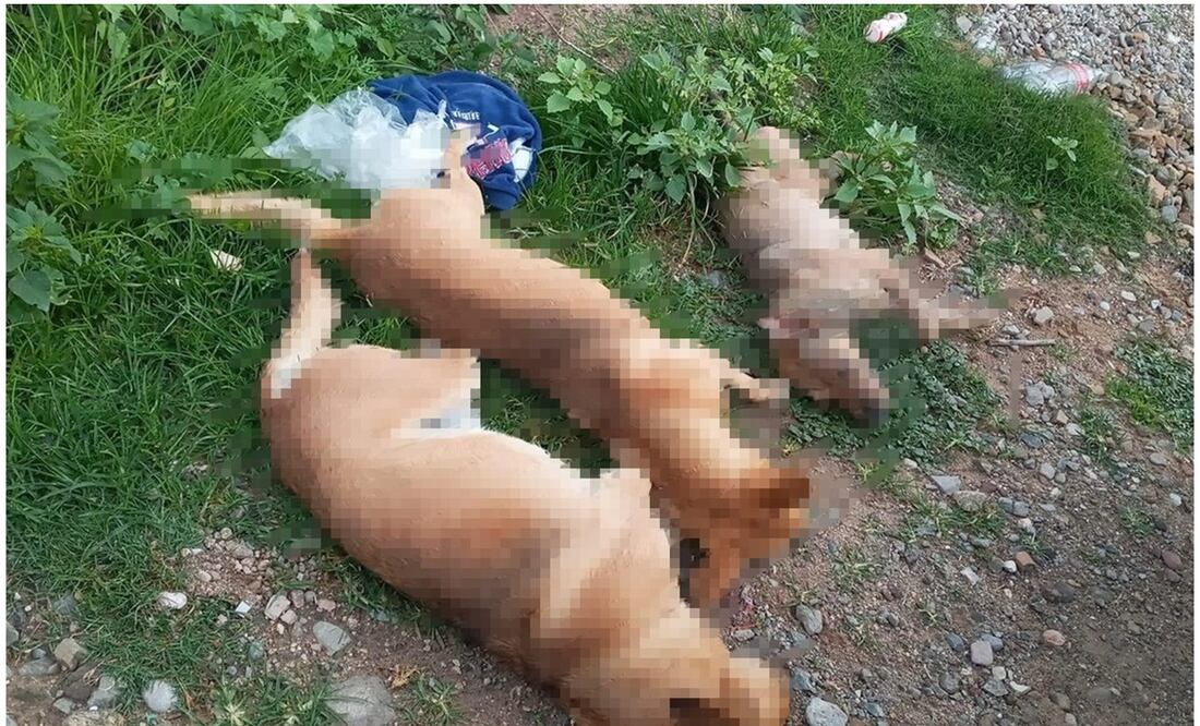 A este descubrimiento se sumó uno similar este martes, luego de que 15 perros más aparecieron muertos en la colonia Emiliano Zapata, de Asunción Nochixtlán, Oaxaca. Foto: Especial