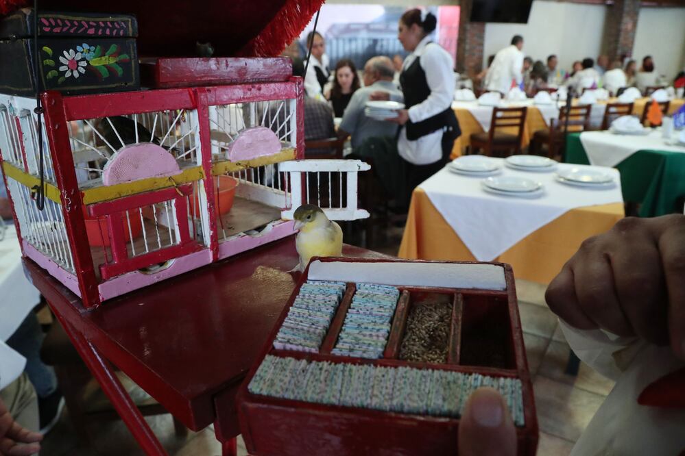 Pajaritos, ahora te leen la suerte… en las cantinas 