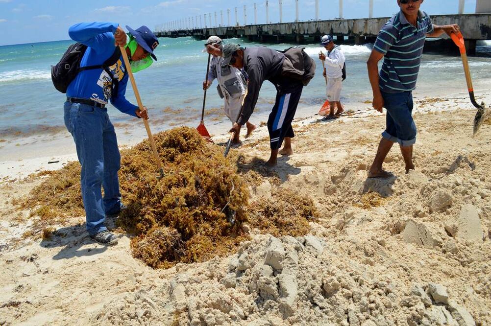 Para la recolección del sargazo, el gobierno municipal de Cancún aumentó el personal de zona federal, de 70 empleados a 90 y recientemente a 120, pero se contempla incrementar esta cifra la siguiente semana   Foto: Especial