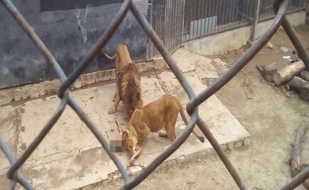 Suicida atacado por leones será enjuiciado 