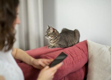 Qué sienten los gatos cuando una mujer está embarazada, según profesionales